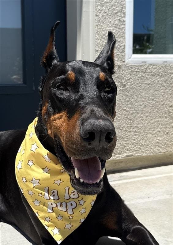 Maximus Wade, Chief Happiness Officer at Wade Home Services